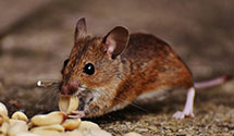 24 Hour & Emergency Exterminators in Skunkhollow, AR